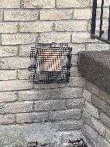 North Star Pest Control