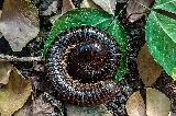 Nextgen Pest Solutions photo 6