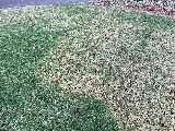 McCall Pest & Wildlife - Jacksonville photo 4