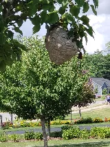 Rochester Pest Pro photo 6