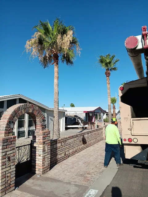 NextLevel Landscape & Tree Care in Yuma