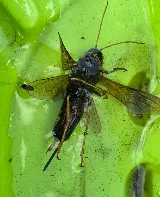 Technica Pest Solutions photo 7