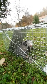 Ray's Pest Control and Wildlife Removal photo 3