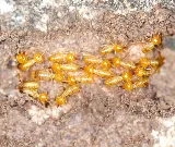 Dustin Pest Control photo 5