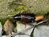 Happy Hive Pest Management photo 2