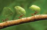 Guardian Pest Control photo 3