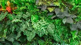 VERDE VERTICAL INC