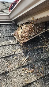 Ace Humane Wildlife Removal & Pest Control photo 2