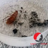 Luke's Pest Control photo 5