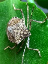 Integrity Pest Solutions photo 3
