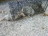 Attic Animal Pest Providence photo 4