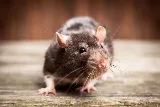 Midwest Pest Control photo 3