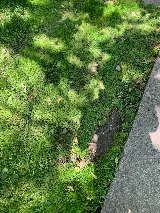 Mow-It-Alls, LLC photo 8