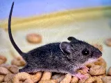Eco Pros Pest Solutions photo 6