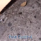 Jeffcoat Pest & Home photo 8
