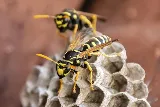Pestigo Pest Control Brampton photo 3