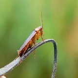 Pest Tech Hawaii photo 5