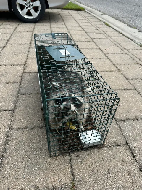 Pestro Pest Control photo 1