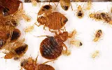 Phantom Pest Control North Vancouver photo 4