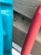 Insight Pest Solutions photo 4
