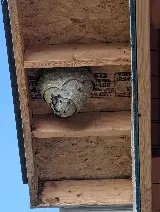 Rat N Roaches Pest Control photo 4