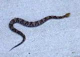 Patriot Pest Management photo 8