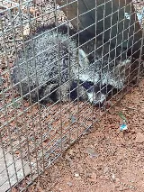 Pest-X Exterminating photo 4
