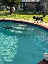 Precision Pool Restoration