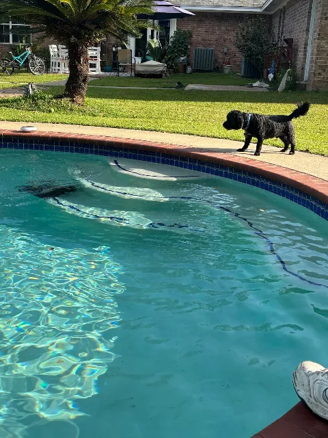 Precision Pool Restoration photo 1