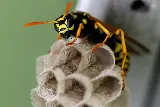Healthy Home Pest Control & Services photo 8
