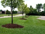 Red & White Greenery Inc