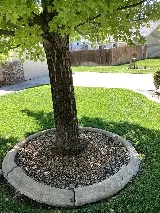 Senske Lawn Care Services - Yakima photo 5