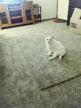 Stateline Carpet & Flooring LLC photo 4