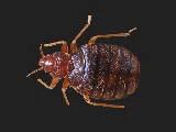 B&R Pest Control Thunder Bay