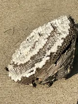 Greenix Pest Control photo 7