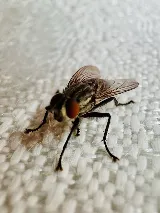 Major Pest Control Edmonton Inc photo 2