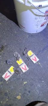 Pestend Pest Control London photo 8
