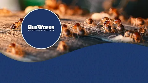 BUGWORKS Termite & Pest Control Company in McAllen