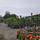 Bearscapes Nursery & Landscape photo 4