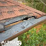 Alpha Wildlife Memphis photo 7