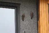 Pest Maven photo 5