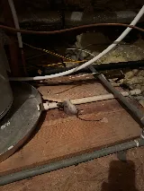 Bee Green Pest Solutions photo 6