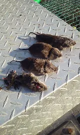 Paterson Wildlife Control photo 5