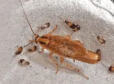 Pestzap LTD photo 3