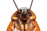 Patriot Pest Management photo 4