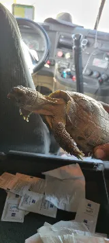 Rapid Wildlife Services photo 5