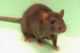 CEOS Pest Control Services photo 4
