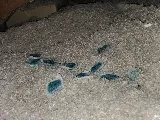 We Clean Pest Control Edmonton photo 6