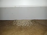 All American Pest Services photo 5