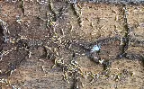 Affordable Termite Control photo 7